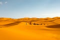 Camel caravan in Sahara desert Merzouga, Morocco