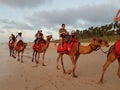 Tourist Camel Ride Cable Beach Broome Royalty Free Stock Photo