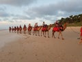 Tourist Camel rides Cable Beach Broome Western Australia