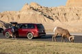 A tourist checks out a Bighorn Sheep in Badlands National Park