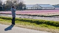 tourist colorful flower field netherlands