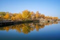 Tourist and Colorful Populus Water Reflection in autumn by River Tarim Royalty Free Stock Photo