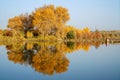 Tourist and Colorful Populus Water Reflection in autumn by River Tarim Royalty Free Stock Photo