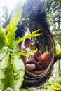 A tourist couple sitting on a large bird nest on a tree at Bali island Royalty Free Stock Photo