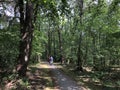 Tourist cycling through the forest around Ommen