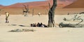 Tourist in Deadvlei, Namib-Naukluft National Park, Namibia, Africa