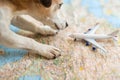 Tourist dog Jack russell terrier planning airplane flight uses the map of europe.