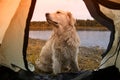 The tourist and the dog is lying in the tent. Autumn tourism