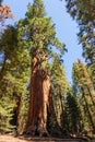 Tourist dwarfed by Giant Sequoia in the Sherman Grove Royalty Free Stock Photo