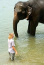 Tourist and elephant Royalty Free Stock Photo