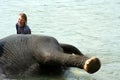 Tourist and elephant Royalty Free Stock Photo