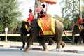 Tourist on elephant