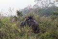 Tourist on an elephant safari in Chitwan National Park, Nepal Royalty Free Stock Photo