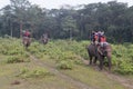 Tourist on an elephant safari in Chitwan National Park, Nepal Royalty Free Stock Photo