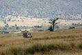 Tourist enjoying game drive on safari Jeep in Masai Mara National Reserve