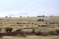 Tourist enjoying game drive on safari Jeep in Masai Mara National Reserve