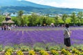 Tourist enjoying the vest violet Lavender flowers field Royalty Free Stock Photo