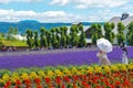 Tourist enjoying the vest violet Lavender flowers field Royalty Free Stock Photo