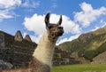 Tourist explore Machu Picchu, Peru