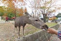 Deer in Nara, Japan. Tourism and travel concept