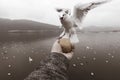 Tourist feeding black headed gull close up