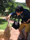 Tourist feeding boy feeding lamb