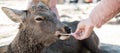 Tourist feeding Deer around Nara park and Todaiji temple. Asian traveler visit in Nara near Osaka. landmark and popular for