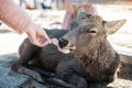 Tourist feeding Deer around Nara park and Todaiji temple. Asian traveler visit in Nara near Osaka. landmark and popular for