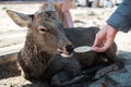 Tourist feeding Deer around Nara park and Todaiji temple. Asian traveler visit in Nara near Osaka. landmark and popular for