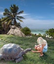 Tourist is feeding giant turtle. Royalty Free Stock Photo