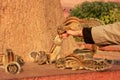 Tourist feeding Indian palm squirrels in Agra Fort, Uttar Pradesh, India