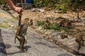 Tourist feeding monkeys, primates on road