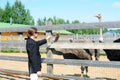 Tourist feeding ostriches