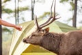 Tourist feeding Sambar stag at campsite