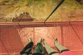 Tourist feet on Dalsnibba platform floor, Norway