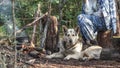 Tourist prepares food in a bowler hat sitting on a stump in camouflage clothing next to a dog near a fire Royalty Free Stock Photo