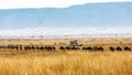 Wildebeest and Zebra Tourist Safari Drive Royalty Free Stock Photo