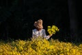 Tourist girl visiting beautiful yellow Chrysanthemum garden field, golden daisy flowers blooming in form, Chiang Mai, Thailand. On