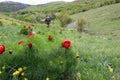 The tourist goes along the valley, Red peonies on a background of green hills, white sky Royalty Free Stock Photo