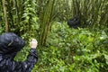 Tourist and gorilla in Volcanoes National Park, Virunga, Rwanda Royalty Free Stock Photo