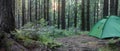 Tourist green tent in forest at campsite on sunset. Camping background. Panoramic view of campsite in dusk forest. Camping in