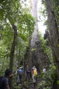 Tourist group in front of a giant Ficus tree, La Selva Amazon Ecolodge, Orellana