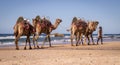Tourist guide walking camels on beach in Australia