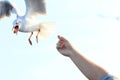 Tourist hand feeding food to Brown headed gulls Chroicocephalus brunnicephalus in BangPu Recreation Center, Samut Prakarn