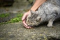 A tourist hand is feeding a stray tabby cat. In the village of Tashirojima Island in Miyagi Prefecture, Japan Royalty Free Stock Photo