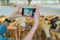 Tourist hands taking a photo by mobile smart phone of goats, lamb, or sheep in farm at zoo park in rural area. Wild mammal animal
