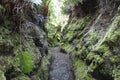 Kilauea Iki lush jungle trail in Volcanoes National Park, Big Island, Hawaii. Royalty Free Stock Photo