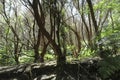 Kilauea Iki lush jungle trail in Volcanoes National Park, Big Island, Hawaii. Royalty Free Stock Photo