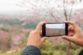 Tourist holding phone mobile taking photo cerasoides tree