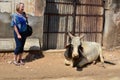 Tourist with Horned Cow outside Uattara Haveli, Nawalgarh, Rajasthan, India